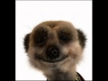Youtube Thumbnail The Very Best Compare The Meerkat Sparta Remix There Is