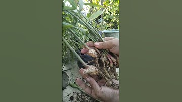 Usia 8 Bulan Hasil Melimpah‼️Panen Jahe Di Polybag #jahe #gardening #farming #berkebun #panenjahe