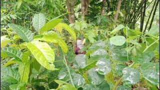 PESUGIHAN|MISTERI STG