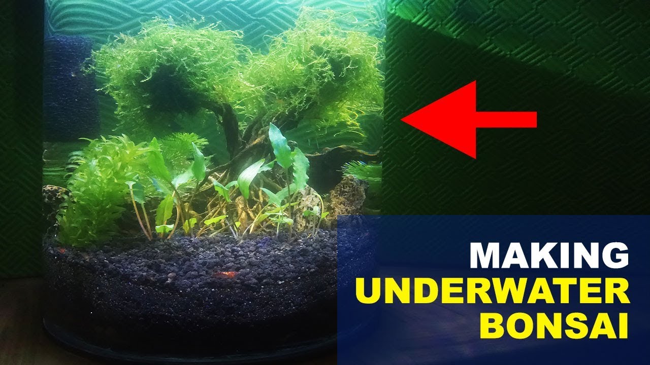 Underwater Bonsai on Round Fish Tank How to make underwater tree for
