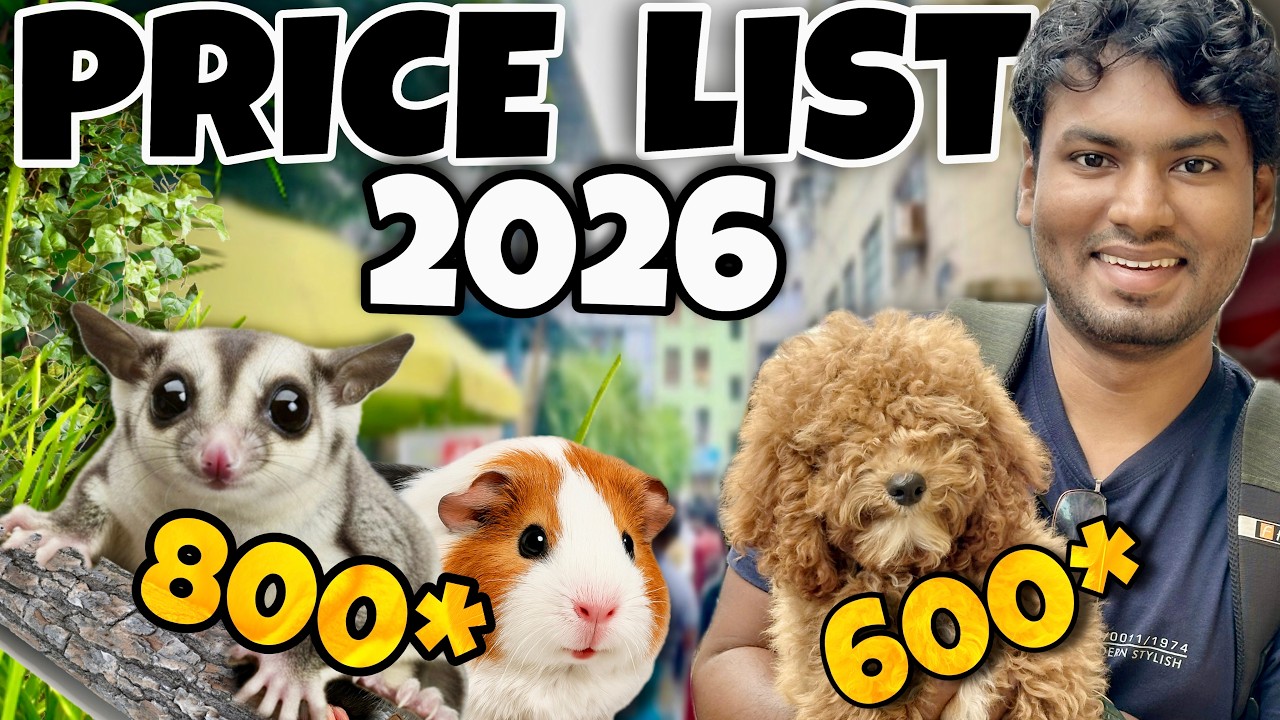 2026 Pets Market Price List 😱 | Birds, Dogs, Cats, Guinea Pig, Sugar Glider – Full Rates!