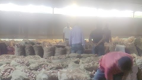 Live Onion Export Shipment I KDSushma