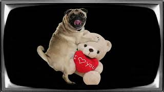 Valentines Day 2026 Commercialized Promo