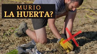 ESTE ES EL RESULTADO DE MI PRIMERA HUERTA - Un Novato en la Huerta #3