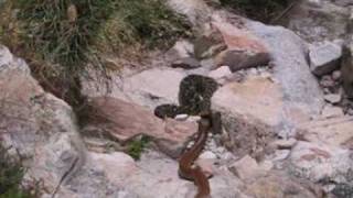 Snake Fight to the Death - Cape Cobra vs Puff Adder