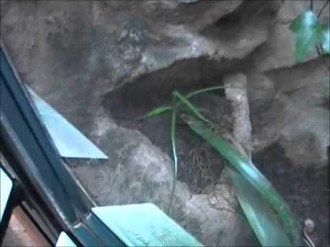 camera iphone 8 plus apk Male tinctorius 