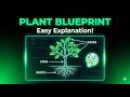 A Plants Blueprint| Plant Structure Explained A Plant’s Blueprint |Easy Biology Lesson for Beginners
