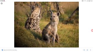I found a mate (hyena simulator)😁😁 screenshot 1