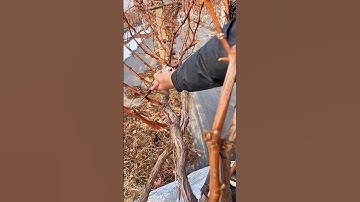grapes vine pruning techniques #satisfying #pruning #shorts