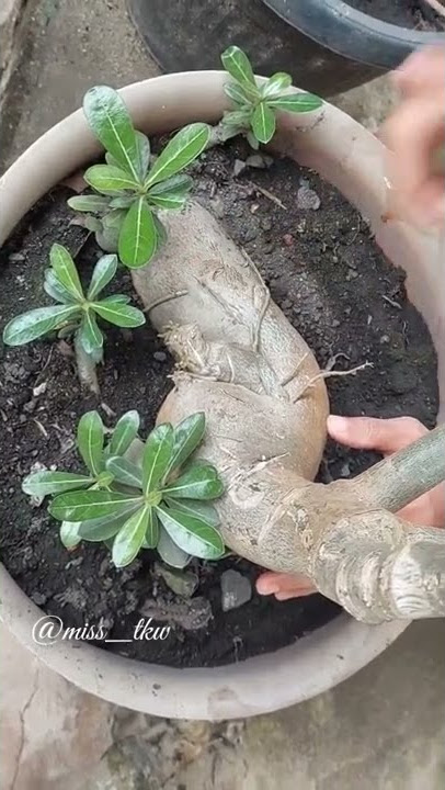 Bibit Adenium Viral Harga Termahal Bulan Juli 2022 | Tanaman Hias Viral