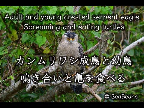 【特別天然記念物】カンムリワシ成鳥と幼鳥 鳴き合い  Adult and young crested serpent eagle Screaming and eating turtles  野鳥撮影