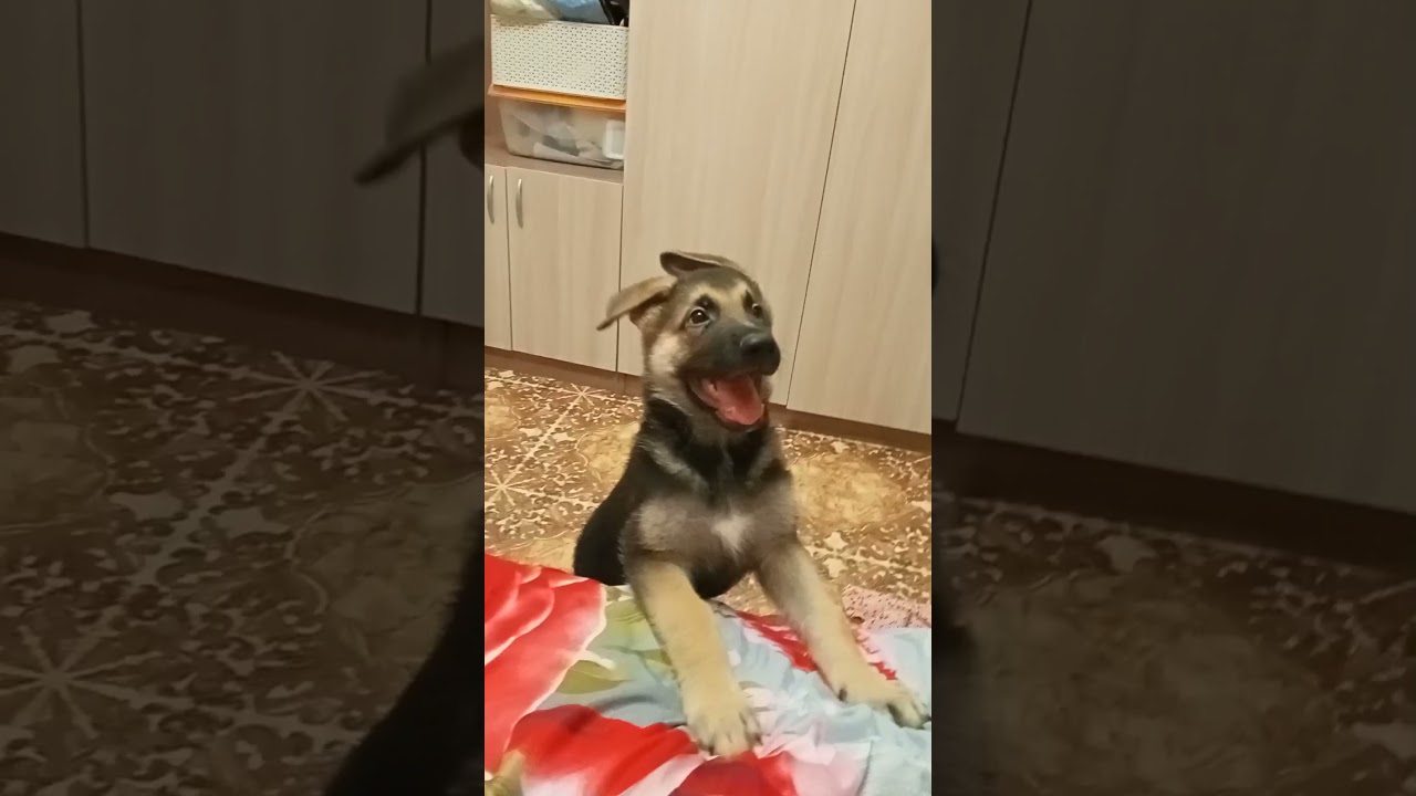 Обучение немецкой овчарки команды "голос". Щенок немецкой овчарки 2 месяца.