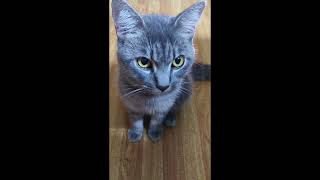 Gray and black tabby cat | Pepper the tabby cat by Simply Rissa 290 views 7 months ago 1 minute, 53 seconds