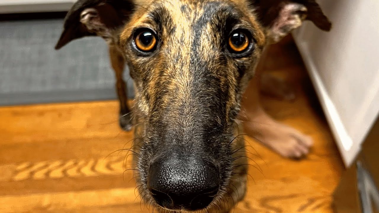 Street dog starts living indoors. Guess the first thing he did. - YouTube