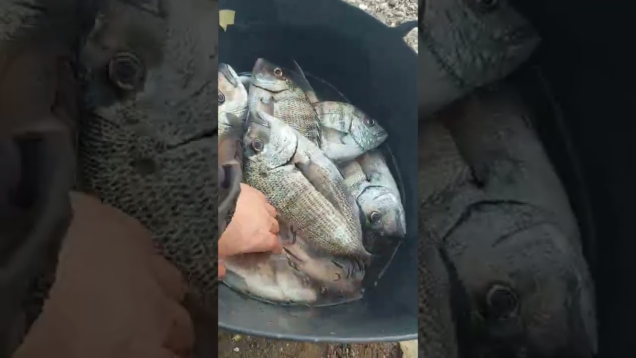 pesqueron de sargos día para el recuerdo 💪🎣