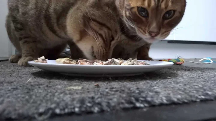Video 11136741: bengal kitty, happy bengal, bengal eating