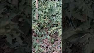 Tomatoes Farming In My Village