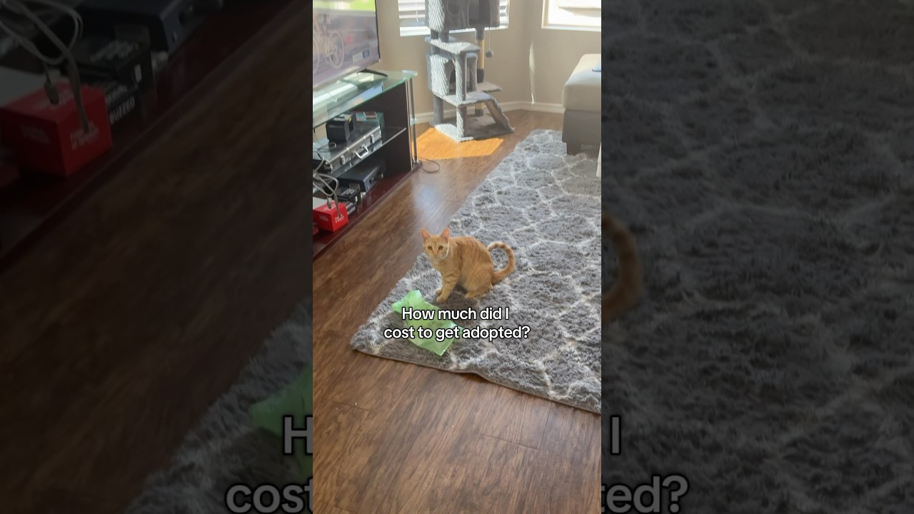 How much my cat cost to adopt!