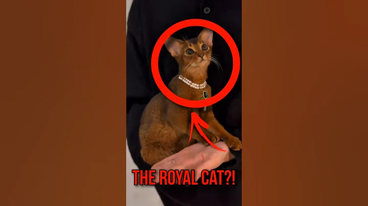 Watch the video about Why the Abyssinian Cat Is Basically Feline Royalty?!😱 #catfacts #catbreed #catnews #cutecat