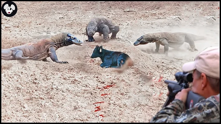 Amazing Video : How Do Farmers And Hunters Deal With Millions Of Komodo Dragons And Lizards