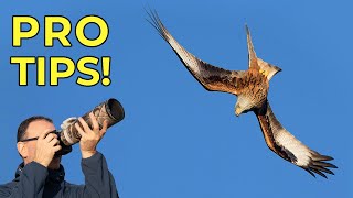 How to Photograph Red Kites in Flight - Expert Tips for these Diving Birds!