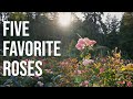 ROSE PERFUMES My Five Favorites