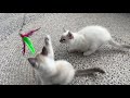 Tigertail’s Balinese kittens の動画、YouTube動画。