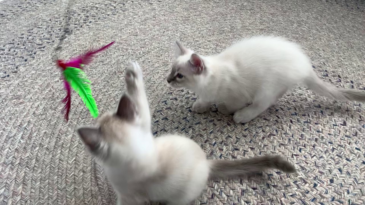 Tigertail’s Balinese kittens
