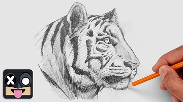 How To Draw a Tiger | Step by Step Art Lesson for Beginners