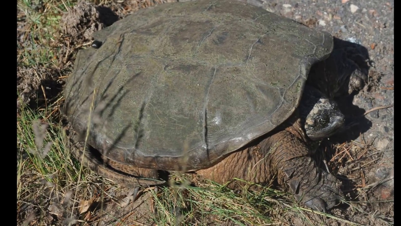 Namekagon River/St Croix National Scenic Waterway and Capitol,  Minnesota