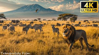 4K African Wildlife: What Happen Next in Nature | Wildlife Secrets  Relaxing Nature In 4K Ultra HD