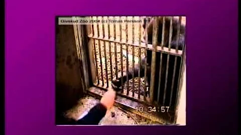 Symbolic Understanding in Infants and Young Childr...