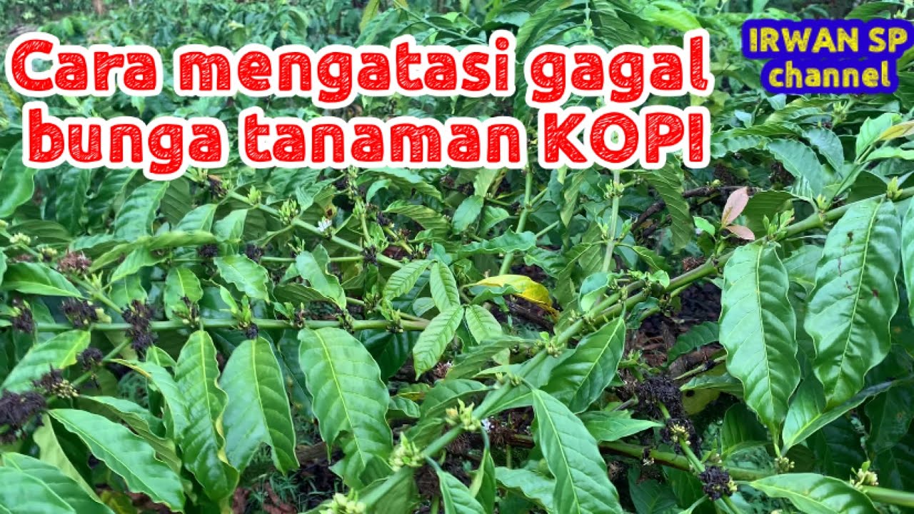 Cara mengatasi gagal pembungaan kopi