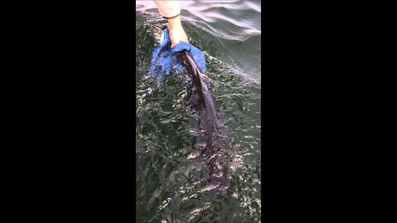 Fish Whisperer 17lb release YouTube
