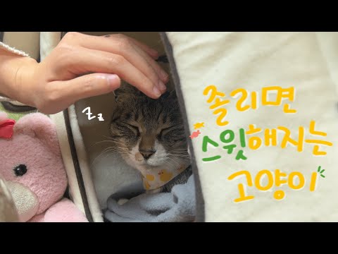 [장난감 나라의 트론이] EP. 282 <strong>졸리면</strong> 스윗해지는 고양이