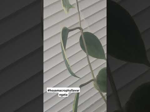 #plant hoya #macrophyllavariegata