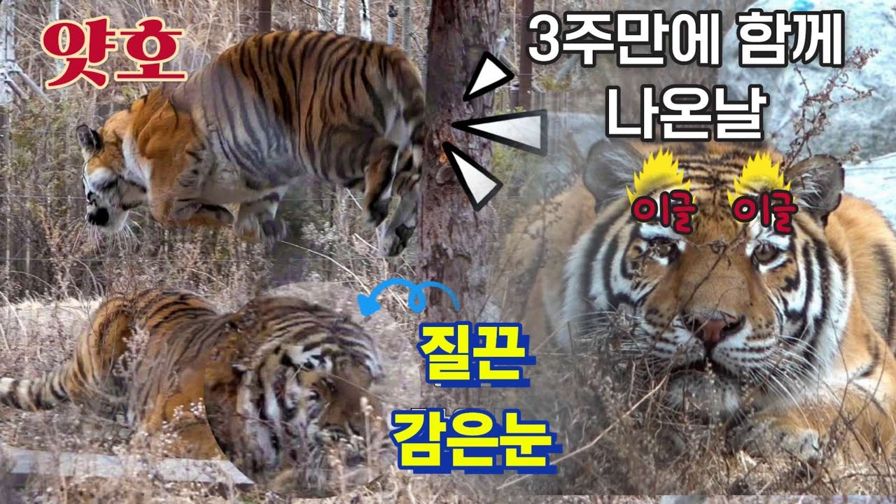 ☆배꼽주의☆ 3주떨어져 지내면 서로 어색해질꺼라는 사람 나와!! Tiger in Korea, cat tiger #태범 #무궁 #백두대간호랑이