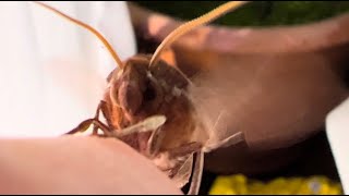 The Azalea Sphinx Moth
