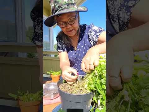 วีดีโอ: วิธีการปลูกสวนสมุนไพรริมหน้าต่างในร่ม