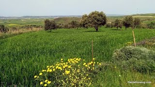 Oliveto Franca in vendita a Villanovafranca Sardegna, Sardahousing