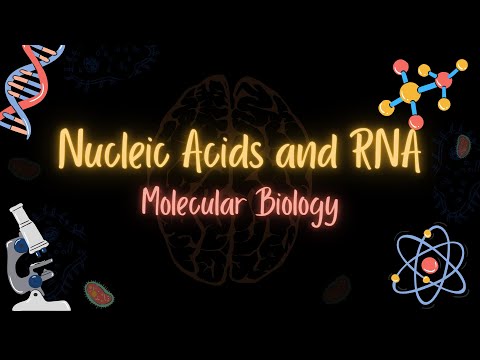 RNA types, structure and function - الرنا أنواعه وبنيته ووظائفه - MOLECULAR BIOLOGY - تعلم بالعربي