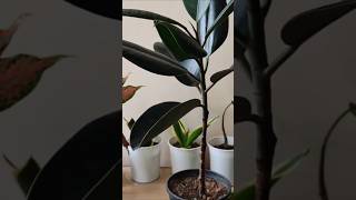 Rubber plant repotting tips #viral #reels #plantswithbabita #rubberplant #repot #shorts
