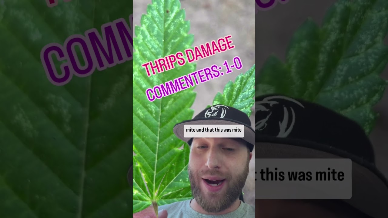 How to Recognize Thrips Damage Vs. Mites on your plants! Video created by 