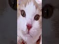 Cat curiosities 😂 #shorts Cool Funny video by CUCUMBE