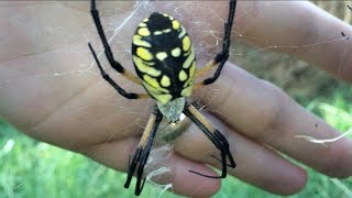 Feeding a Huge Spider! The Yellow and Black Garden Spider. Spidey Fridey Pt 1