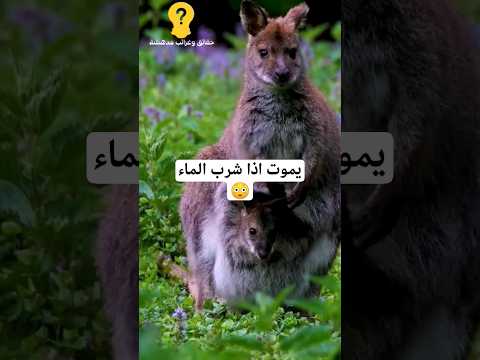الحيوان الذي إذا شرب الماء يموت