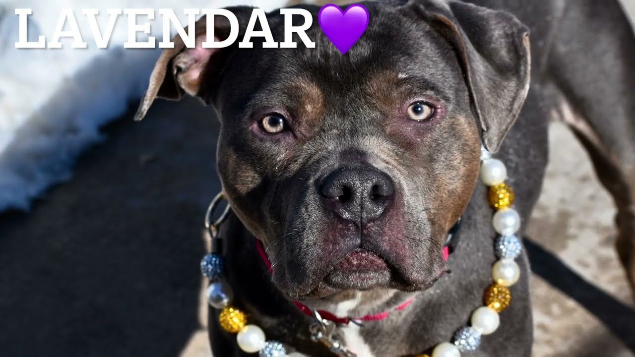 LAVENDAR 246777/GOOD LOOKING GIRL/ADOPTABLE DOG/NYCACC/SIACC