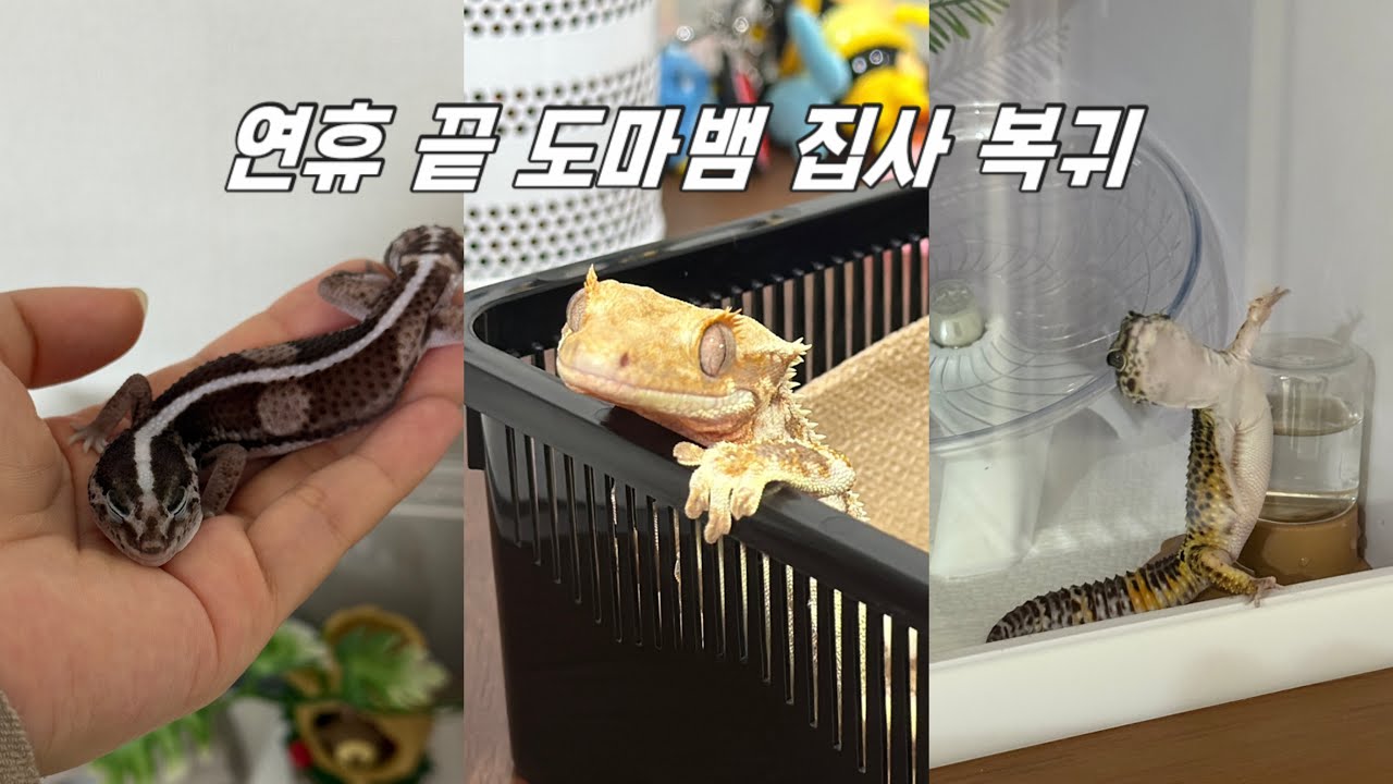 연휴 끝! 다시 시작된 도마뱀 집사의 일상 ep13