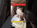 صقر شاهين صقر الطيور