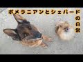 【ポメラニアン】日常 01【ジャーマン･シェパード･ドッグ】